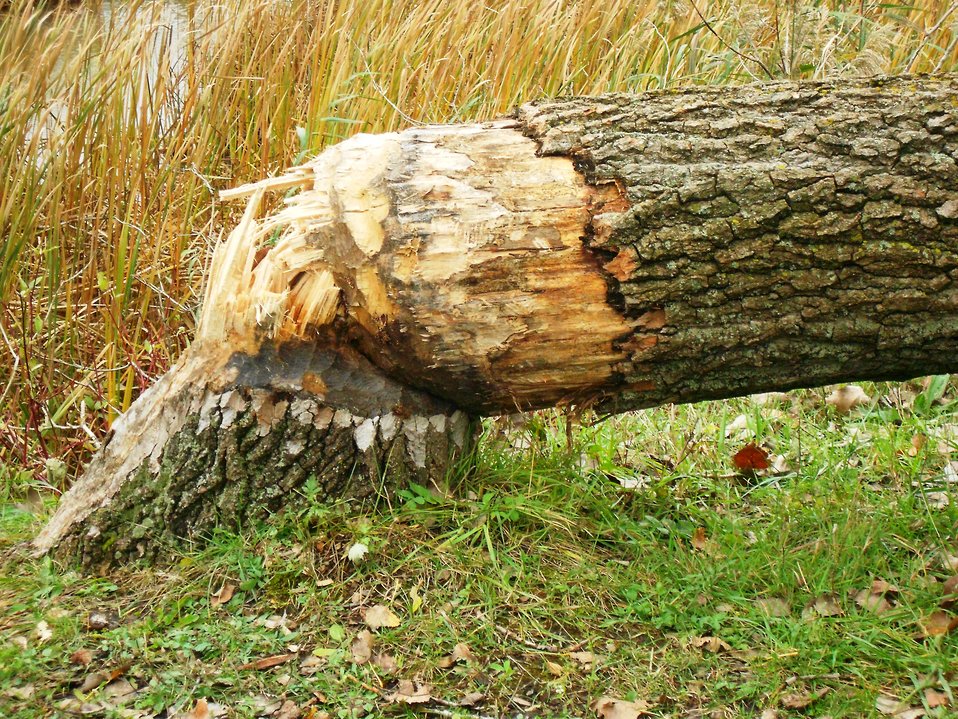 Public Domain Picture Tree cut down by a beaver at Tifft Nature