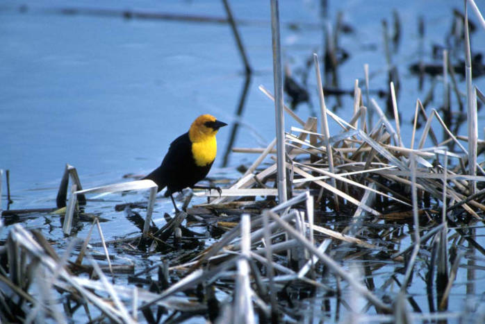 yellow-headed blackbird