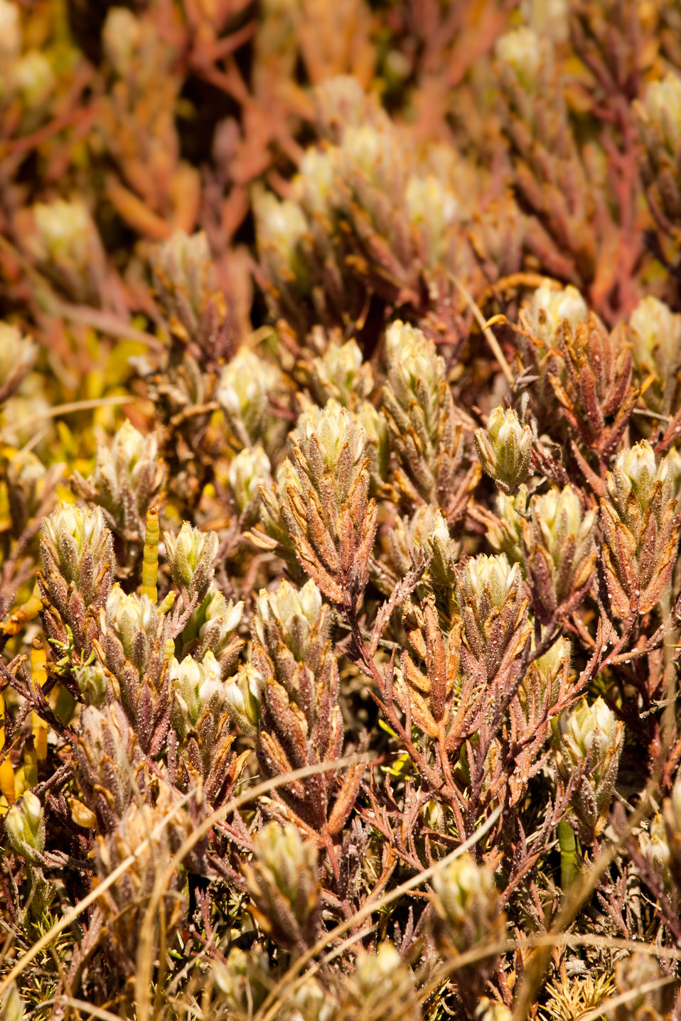 Salt marsh birds beak (Cordylanthus maritimus maritimus)