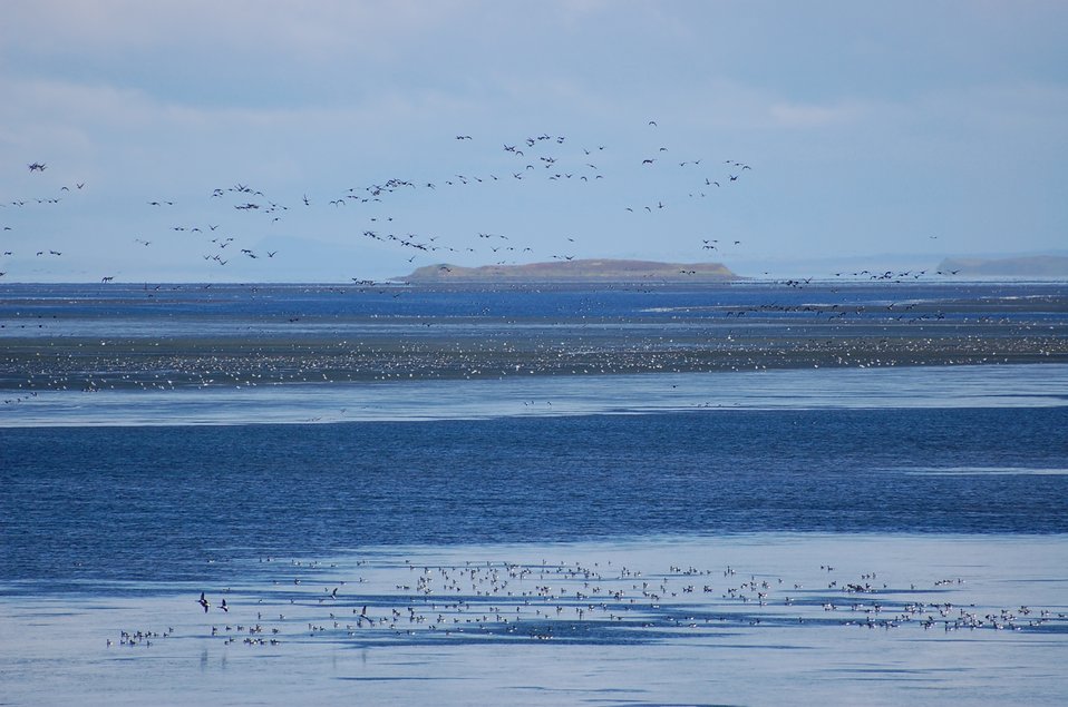 Brant at Izembek Lagoon