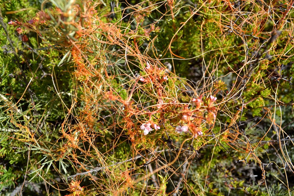 Parasitic dodder in bloom (Cuscuta pacifica)
