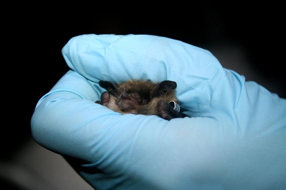 Public Domain Picture Researcher Holds Little Brown Bat Myotis 