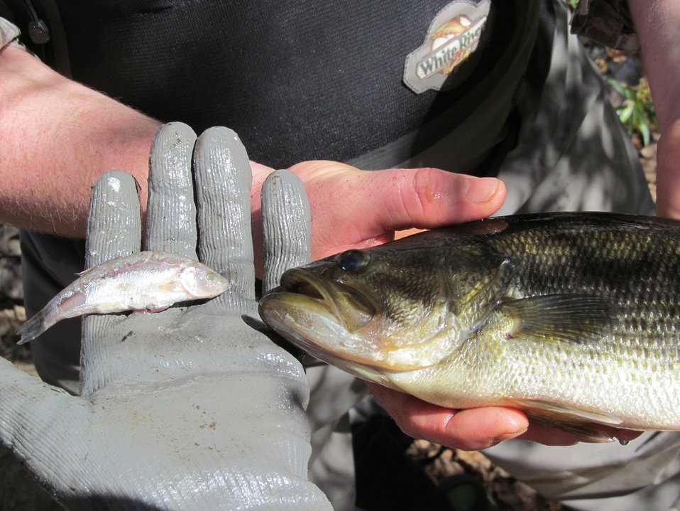 Santa Ana sucker conservation