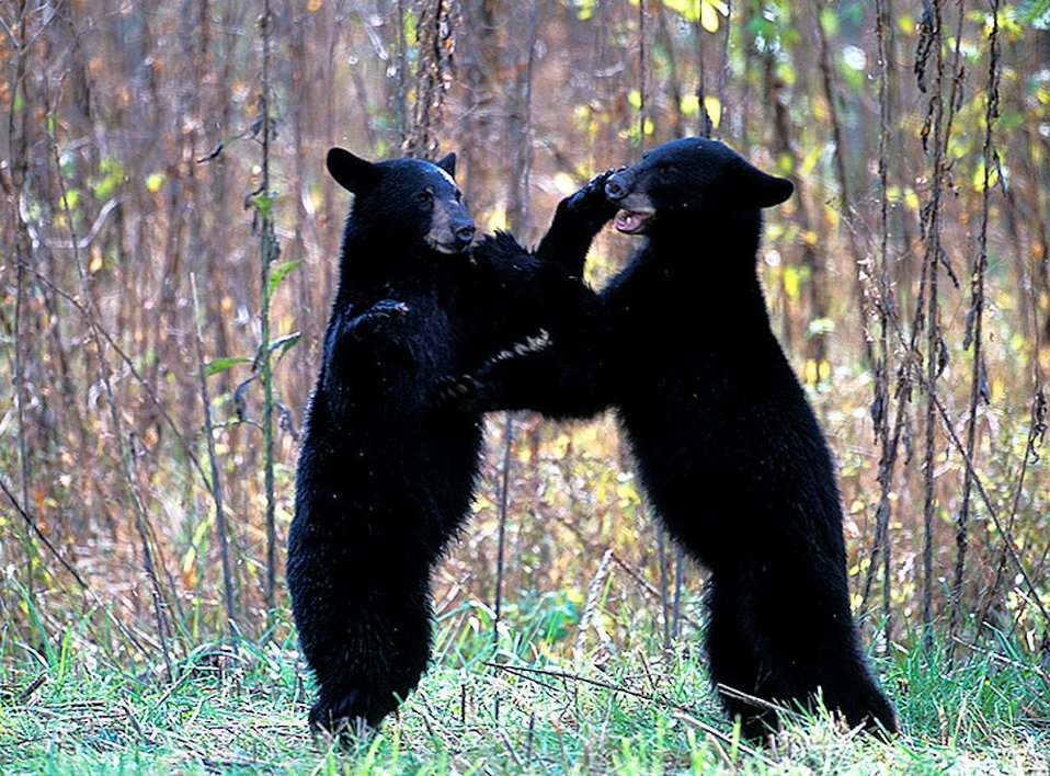 bear cubs