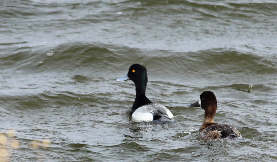 Lesser Scaup