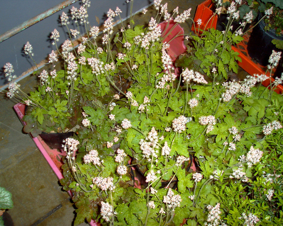 Public Domain Picture Oakleaf foamflower ID 13986316812869