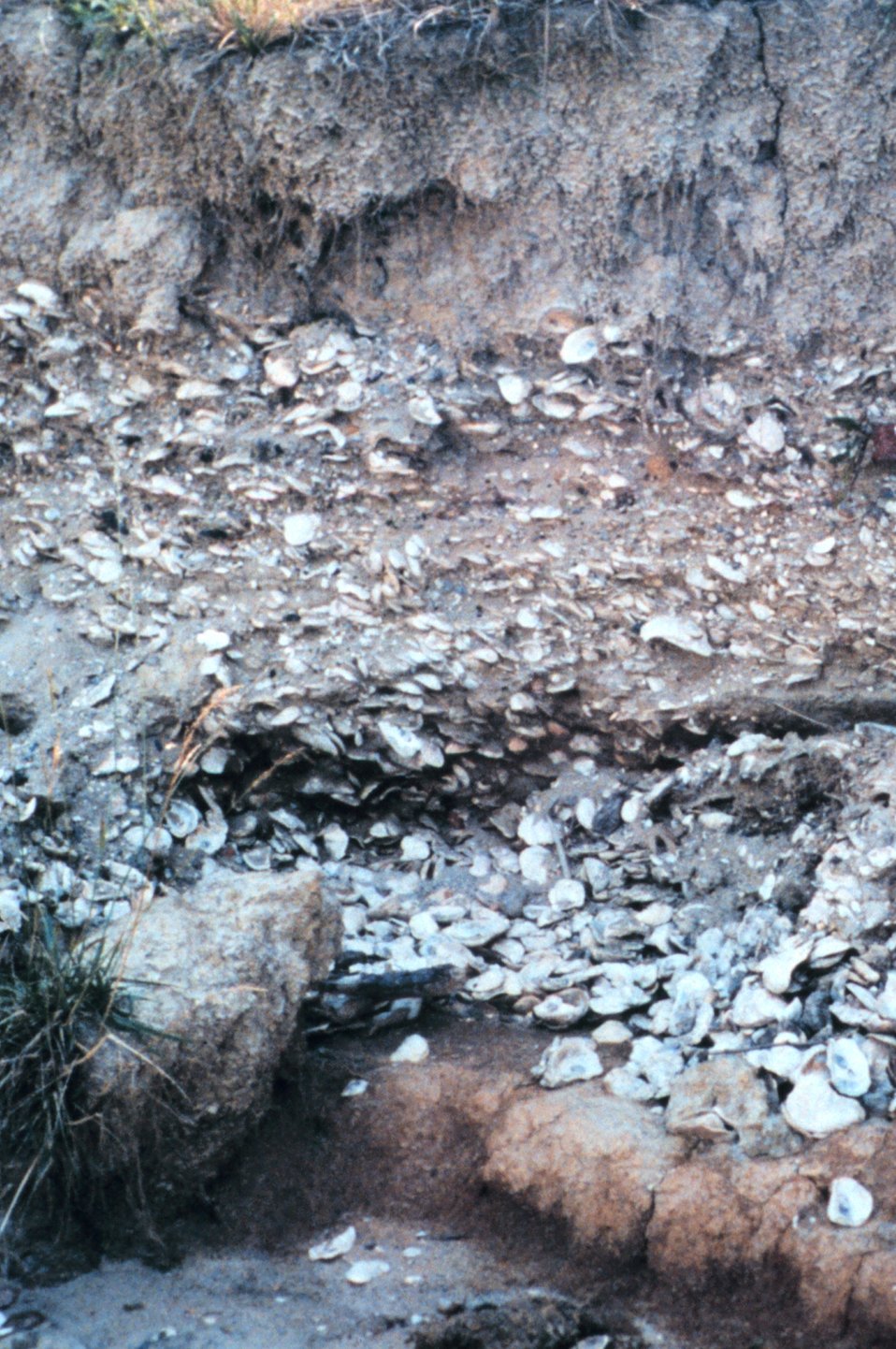  Eroded cliffs along the Tred Avon River reveal buried piles of oyster shells. 