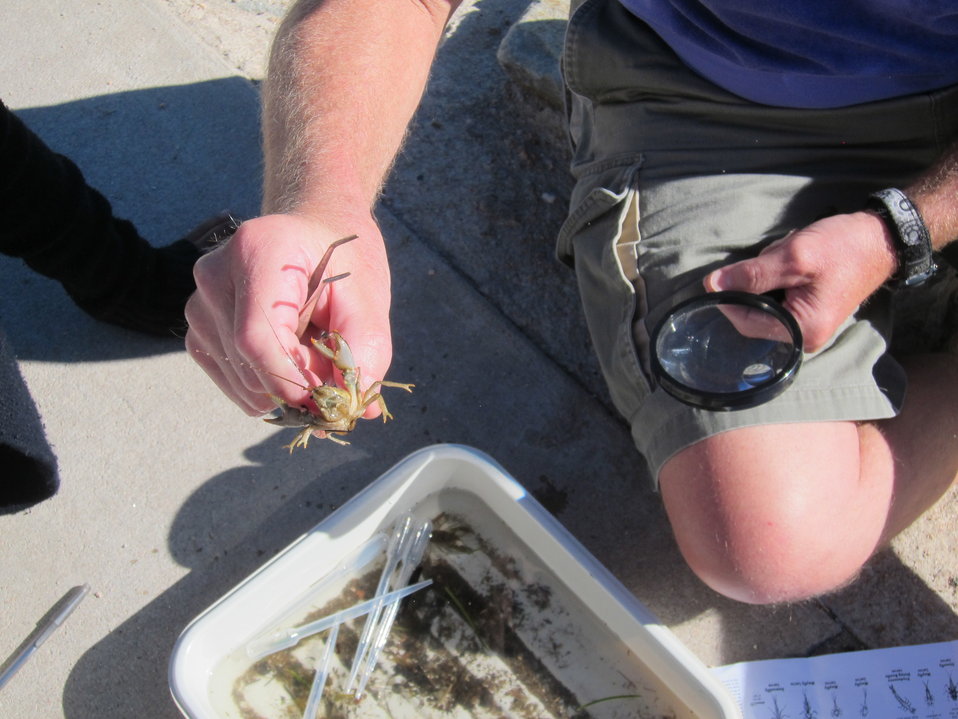 September 18, 2013 - Crawfish gets a closer look