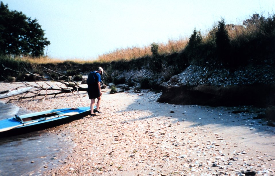  Eroded cliffs along the Tred Avon River reveal buried piles of oyster shells. 