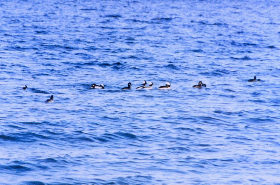  A flock of Buffleheads cruising the Patuxent River. 