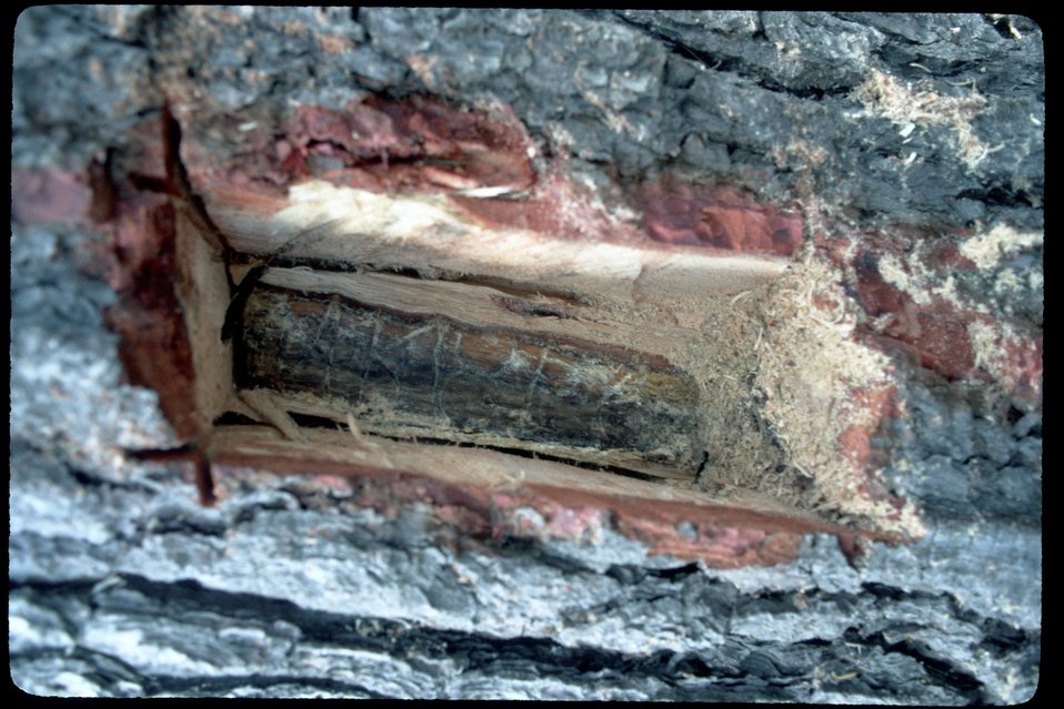 No Image Description Available