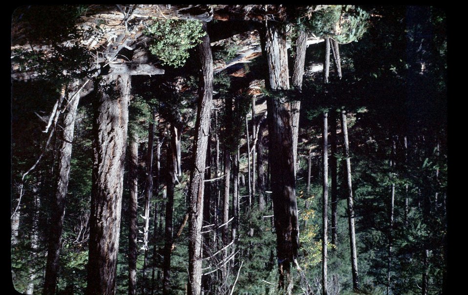 No Image Description Available