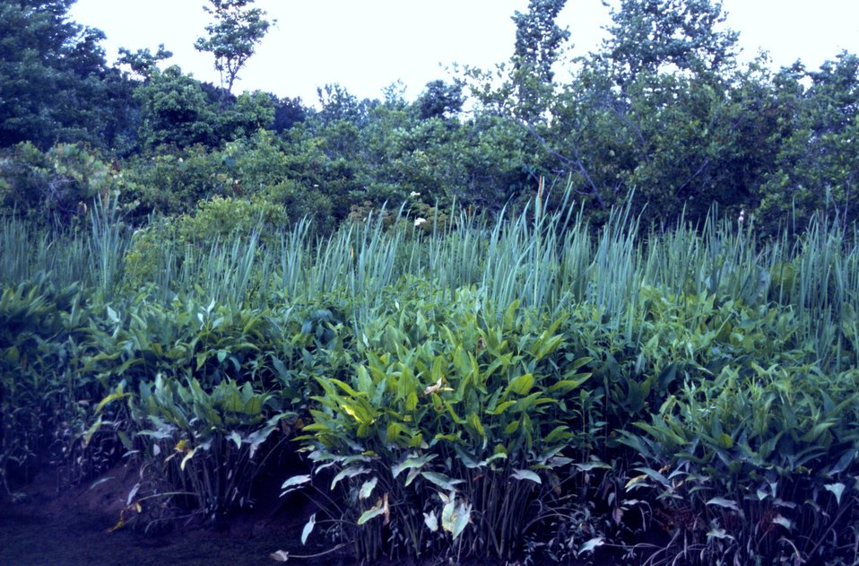  Lush wetland flora along the Patuxent River. 