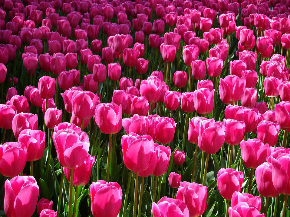 Pink tulips
