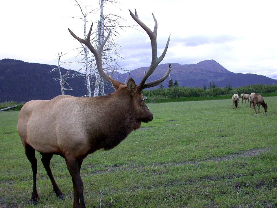  Bull elk on preserve inland from Anchorage. 
