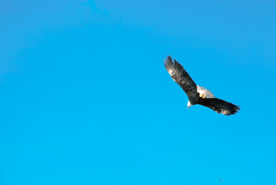 Bald Eagle