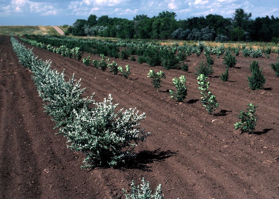 A newly established windbreak will provide protection from wind erosion and habitat for wildlife.