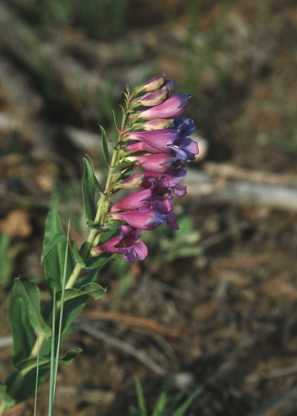 Mimulas spp. Wildflower.