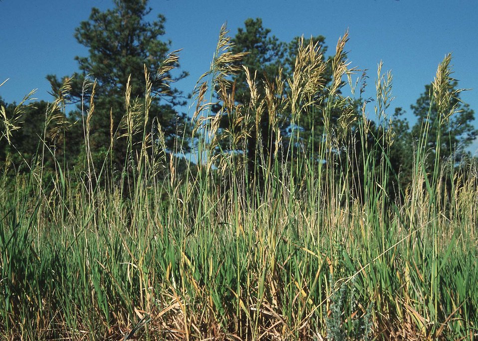 Grass/Ponderosa Pine, CO.