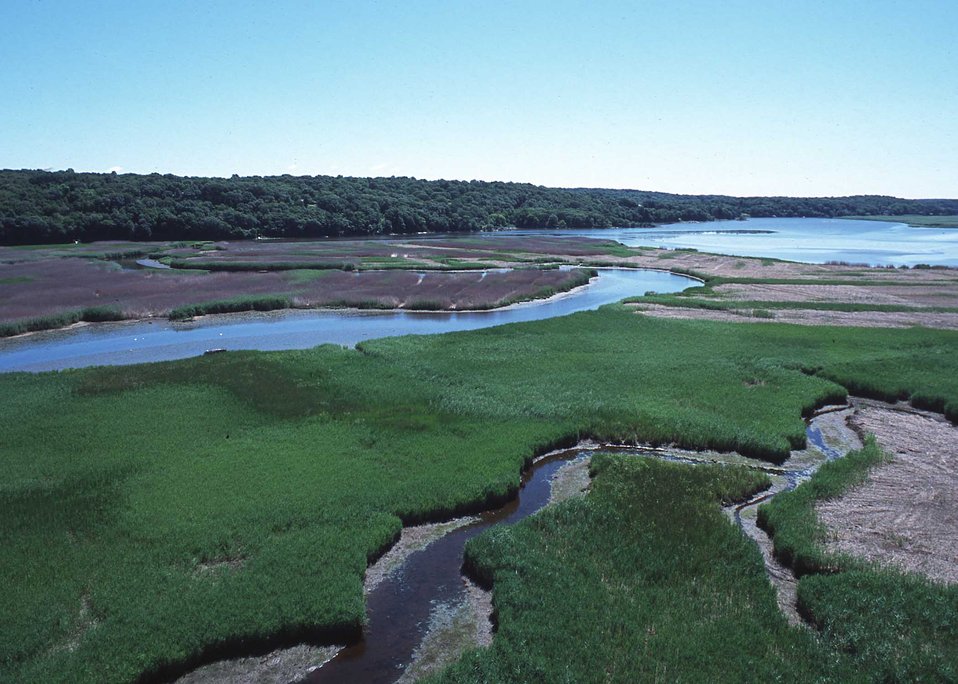 Connecticut River tideland habitat undergoing invasive plant control (light colored areas) and native plant community restoration.