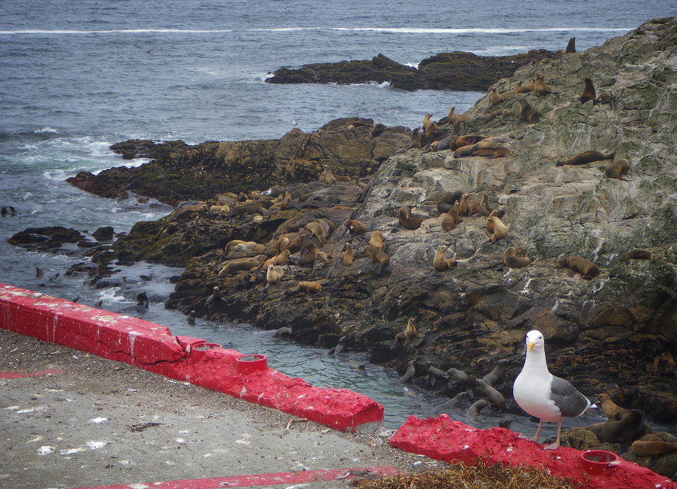 California Sea and Steller Sea Lion with Western Gull photo bomb