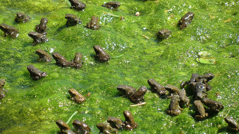 Toadlets at Neosho National Fish Hatchery