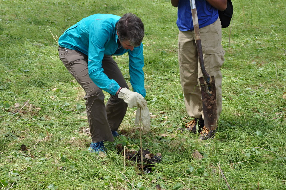 Secretary Jewell Planting a Cottonwood Tree