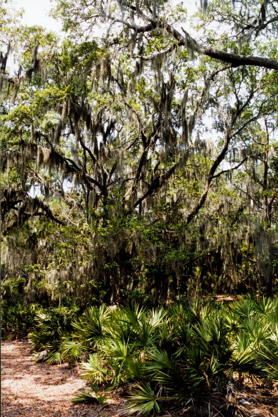  A surreal view of spanish moss covered trees and palmetto ground cover. 