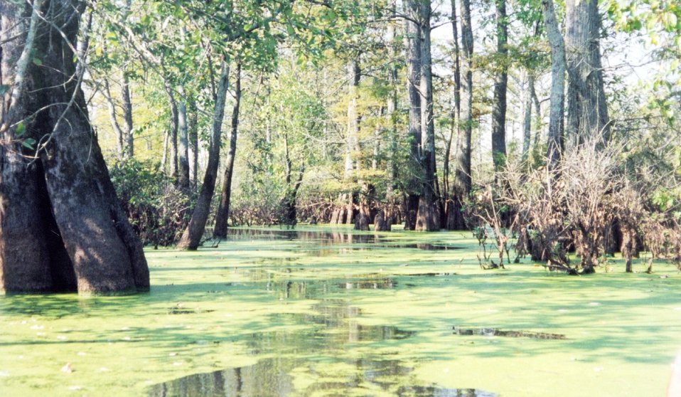  Algae covered waters 