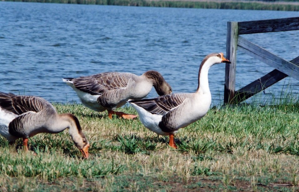  Non-native Chinese geese along the Patuxent River. 