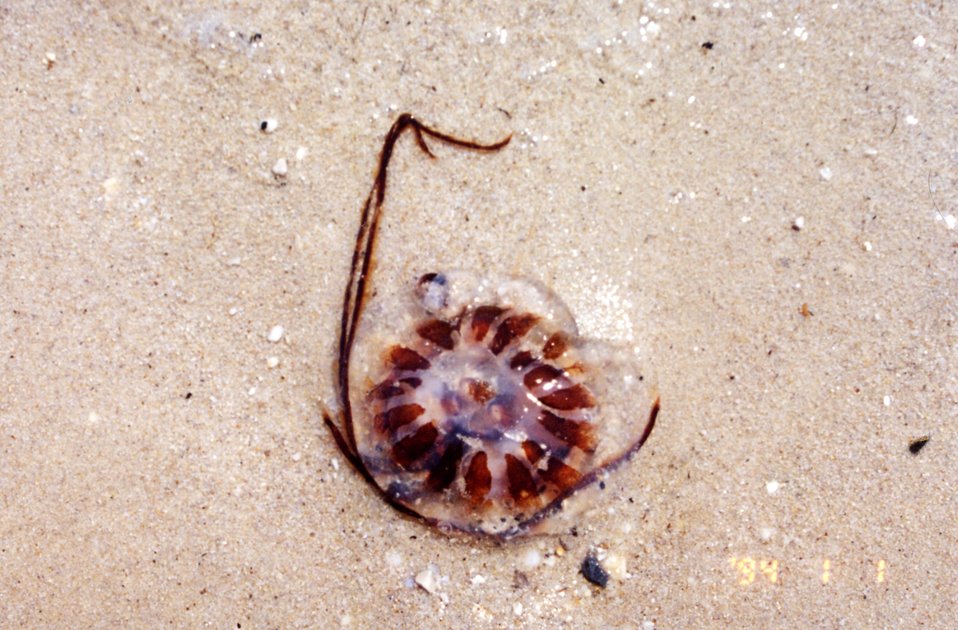  Sea nettle on a Patuxent River Beach. 