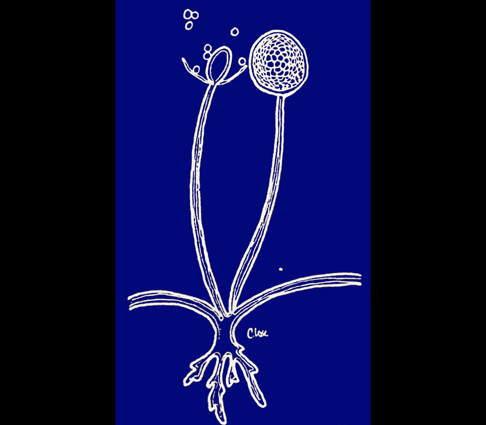 Illustration of sporangiospores within sporangium