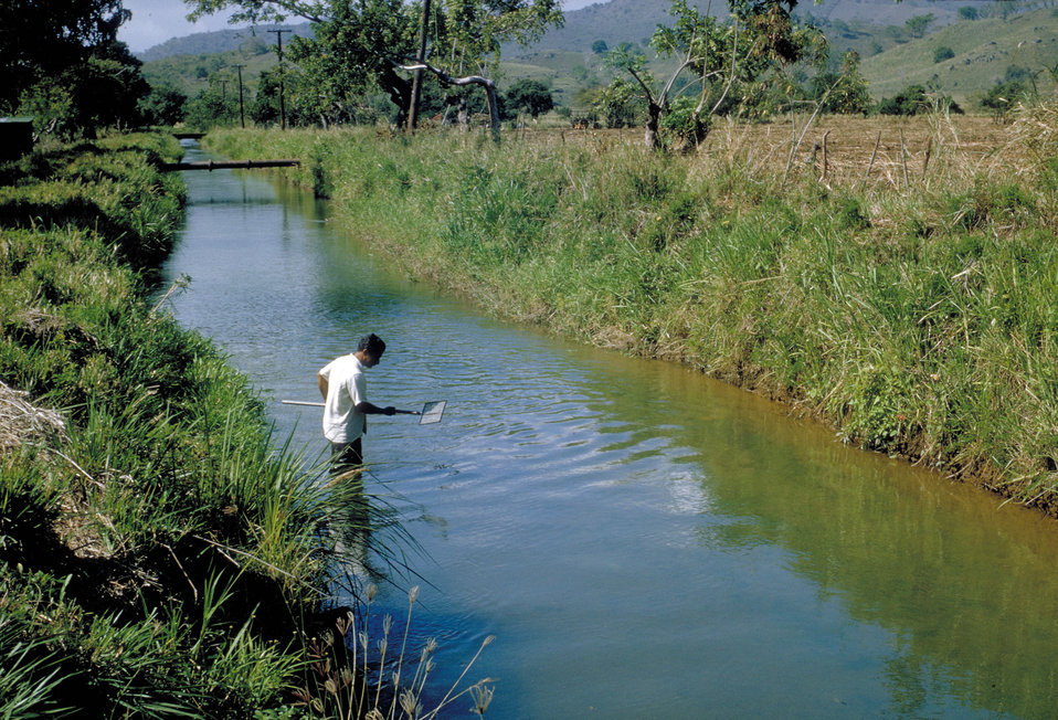 Worker dipping for Australorbis snails in stream