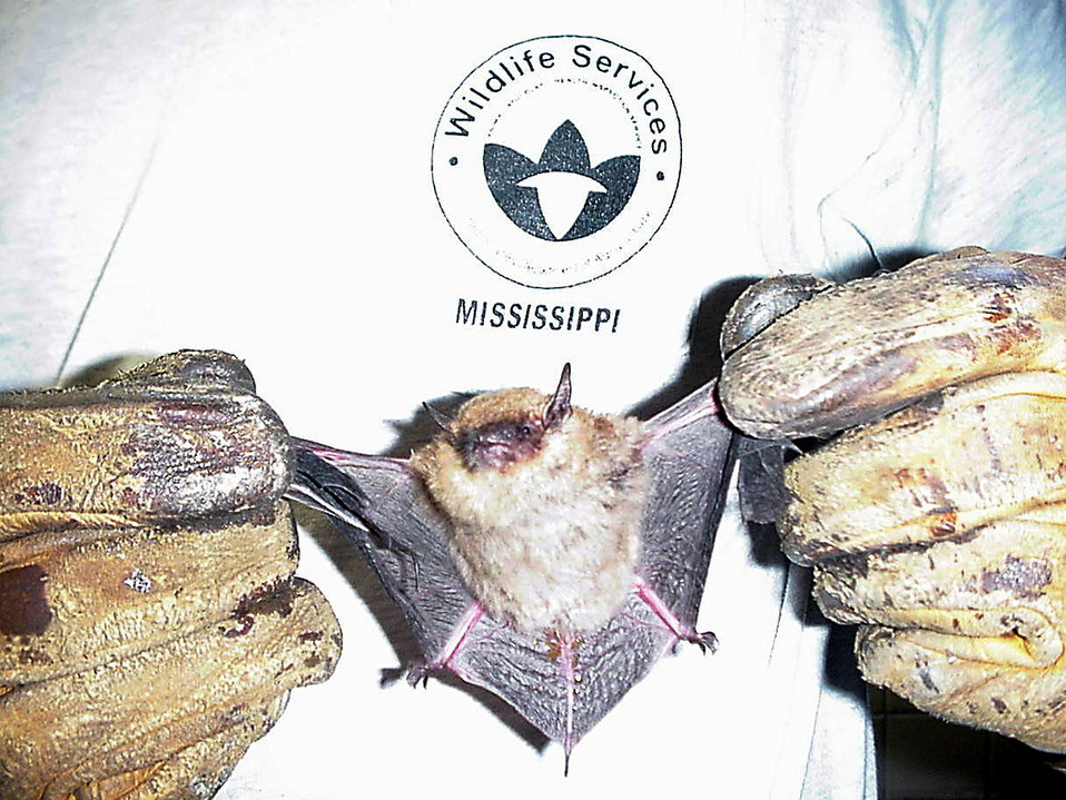 Columbus goes 'batty'