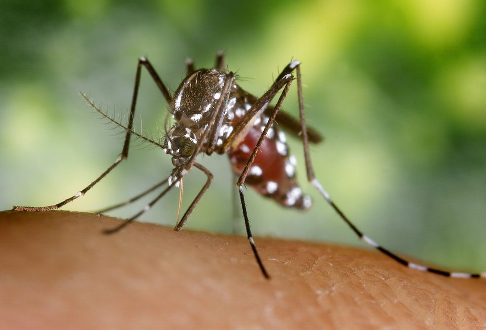 A blood-engorged female Aedes albopictus mosquito feeding on a human host.