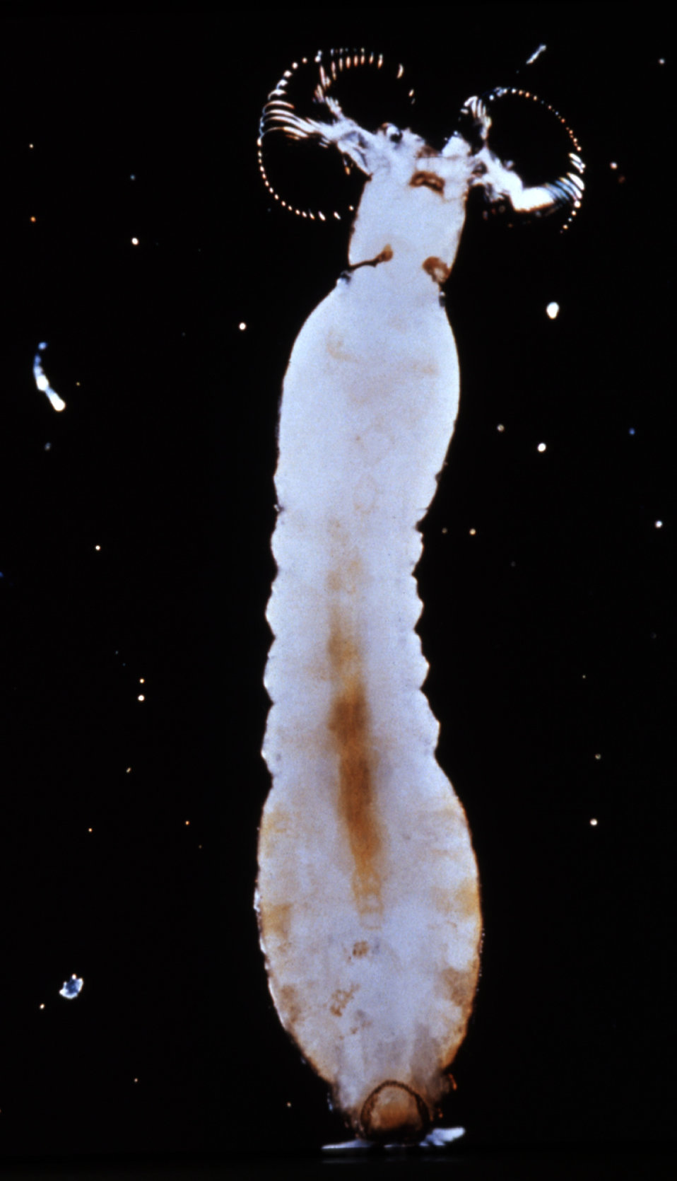 As an adult, this Simulium sp. larva, or 'black fly', is a vector of the disease, onchocerciasis, or 'river blindness'.