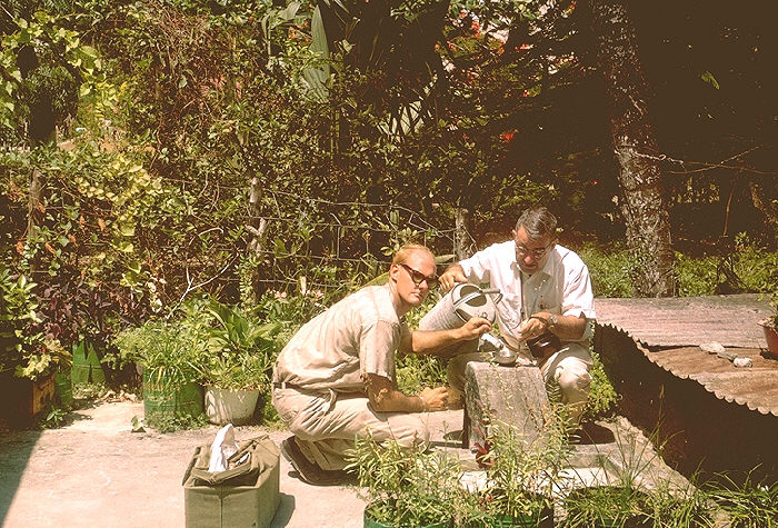 H.D. Pratt and Robert Walsh find Aedes aegypti mosquito larvae in watering can, S. Johns, Virgin Islands.