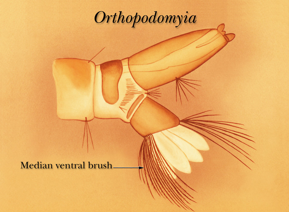 The median ventral brush on the terminal segments of an Orthopodomyia mosquito larva.