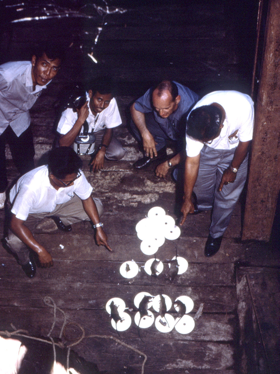 These rats were collected from ships in an Indonesian port during the plague epidemic of 1969.