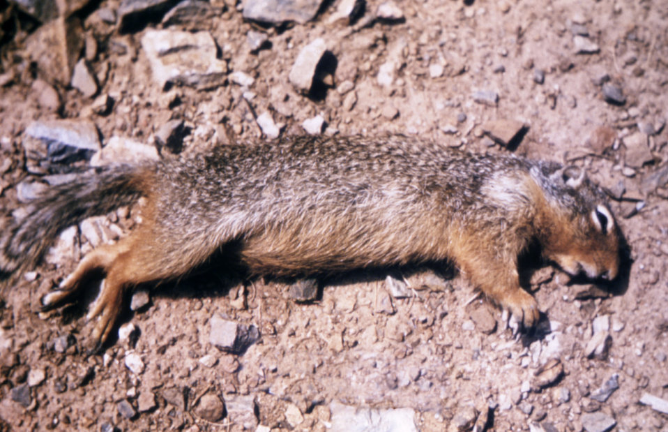 This photograph shows a ground squirrel that died due to a plague infection, Yersinia pestis.
