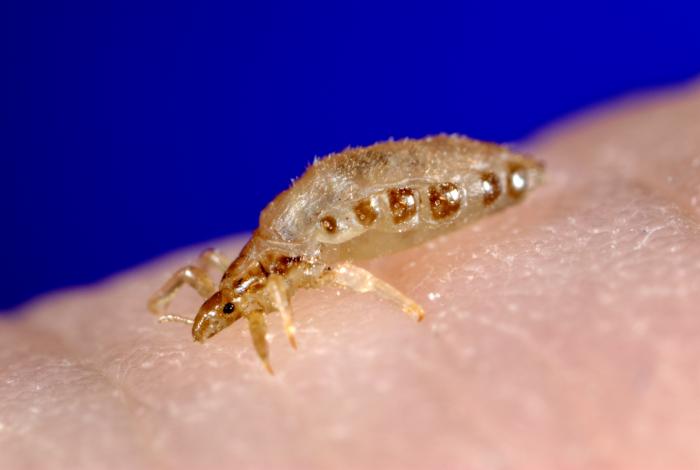 This 2006 photograph depicted a lateral view of a female body louse, Pediculus humanus var. corporis, as it was obtaining a blood-meal from 