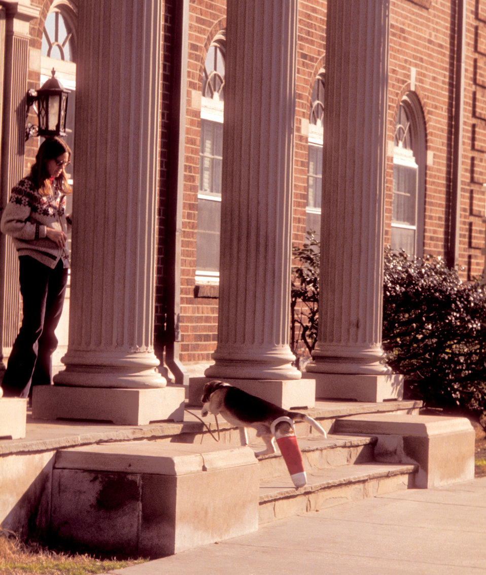 Here, as in PHIL 9058, this functionally-impaired beagle was confronted by a series of steps, which it was climbing in this 1978 image. With