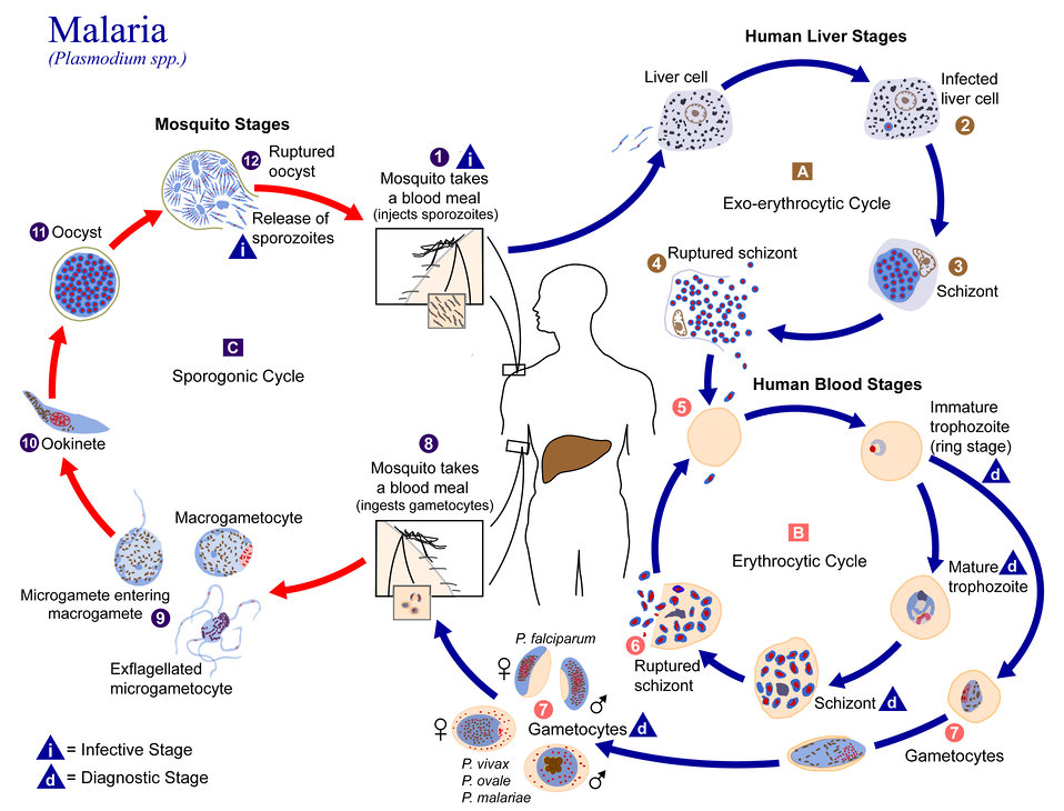 This is an illustration of the life cycle of the parasites of the genus Plasmodium that are causal agents of Malaria.