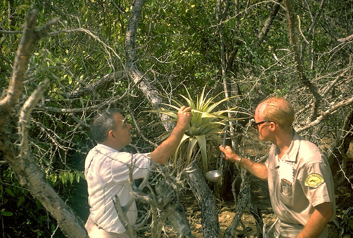 H.D. Pratt and Robert Walsh inspect bromeliad, potential mosquito breeding site, Red Hook, St. Thomas, Virgin Islands.