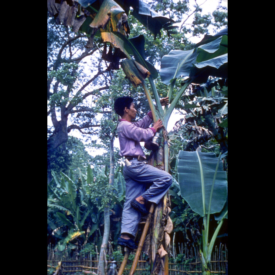 Local worker collecting Aedes mosquito larvae in Luzon, Philippines