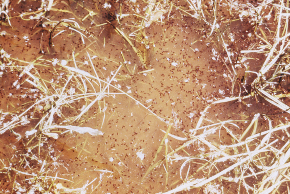 This 1976 photograph shows numerous mosquito pupae, or late stage larvae, in vegetated water located in Albany County, Wyoming.