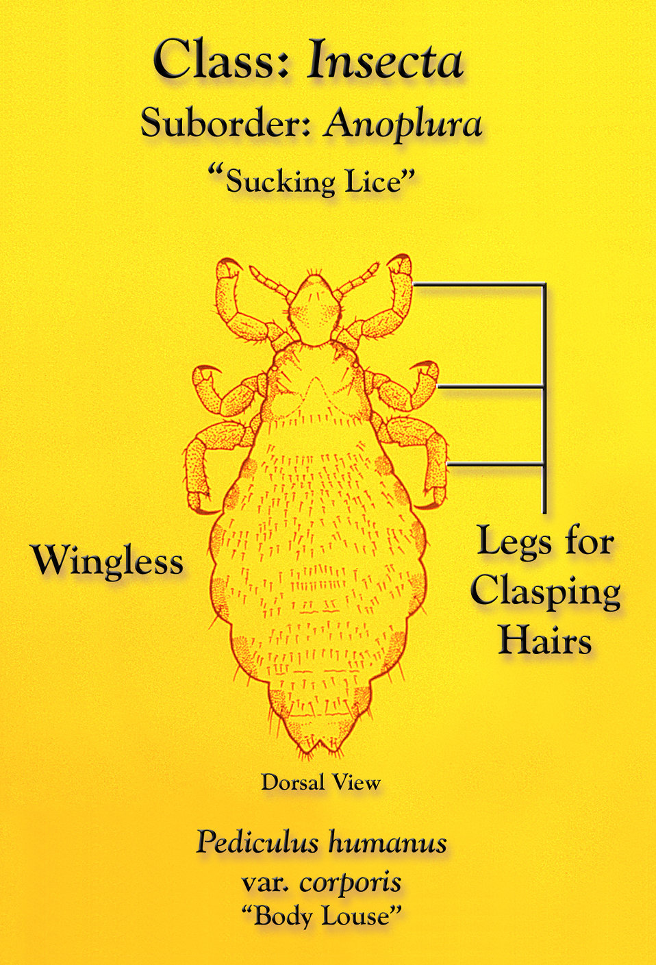 This illustration depicts some of the morphologic characteristics found in a 'sucking louse', Pediculus humanus var. corporis, of the Order 