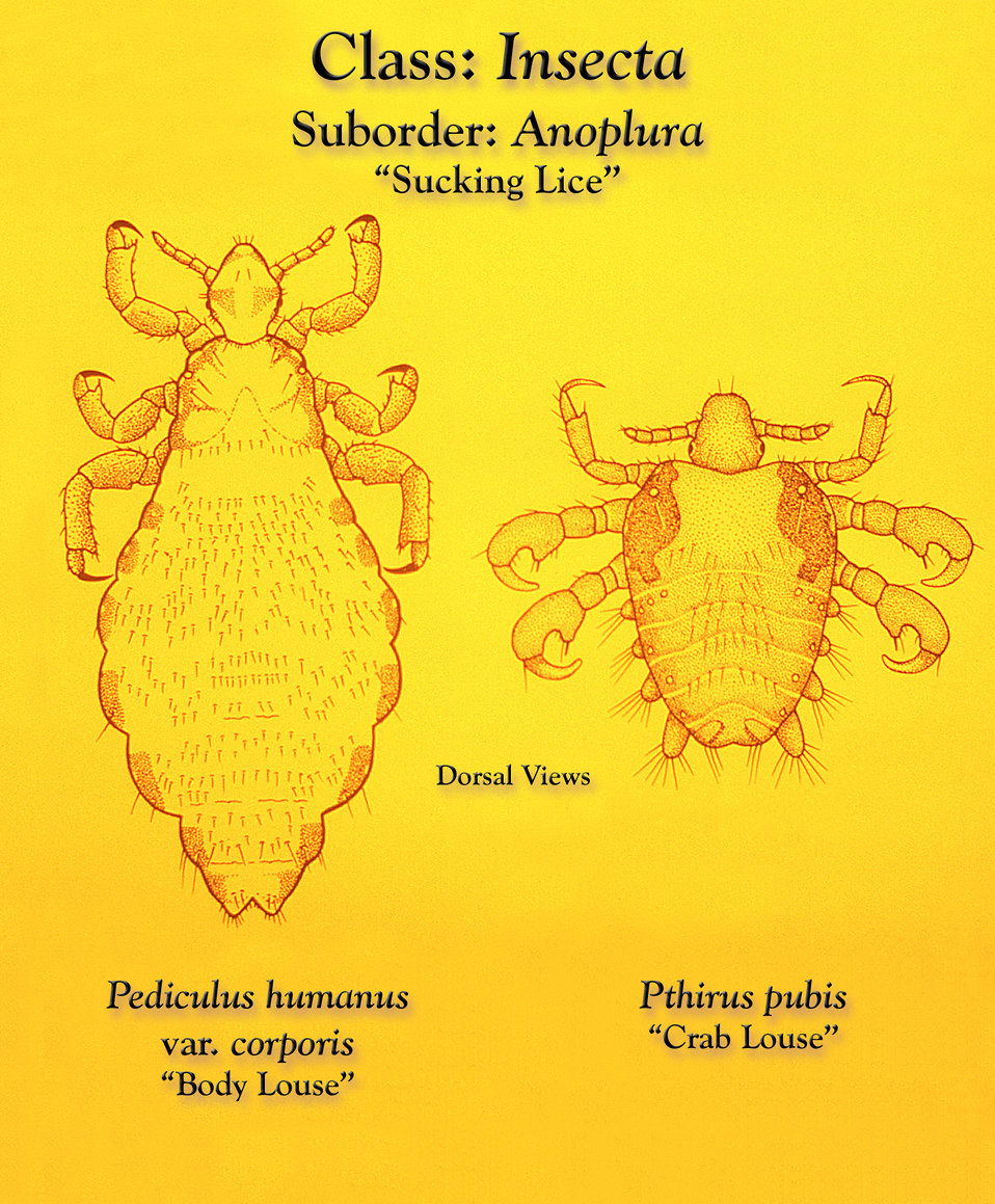 This illustration depicts some of the morphologic differences seen in two 'sucking lice' of the Order Annoplura.  The louse on the left is a