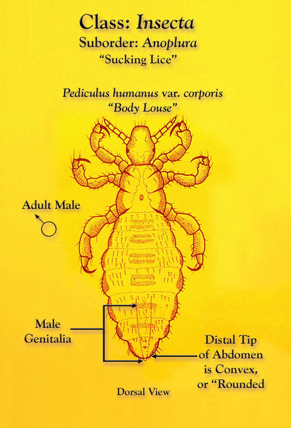 This illustration depicts a dorsal view of a male body louse, Pediculus humanus var. corporis.