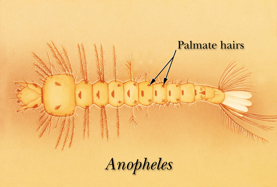 Drawing identifying palmate hairs on an Anopheles mosquito larva.